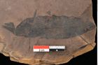 Foto (Detailsansicht) von Quercus palaeoilex Ettingshausen (NHMW-GEO-2024-0188-0861)